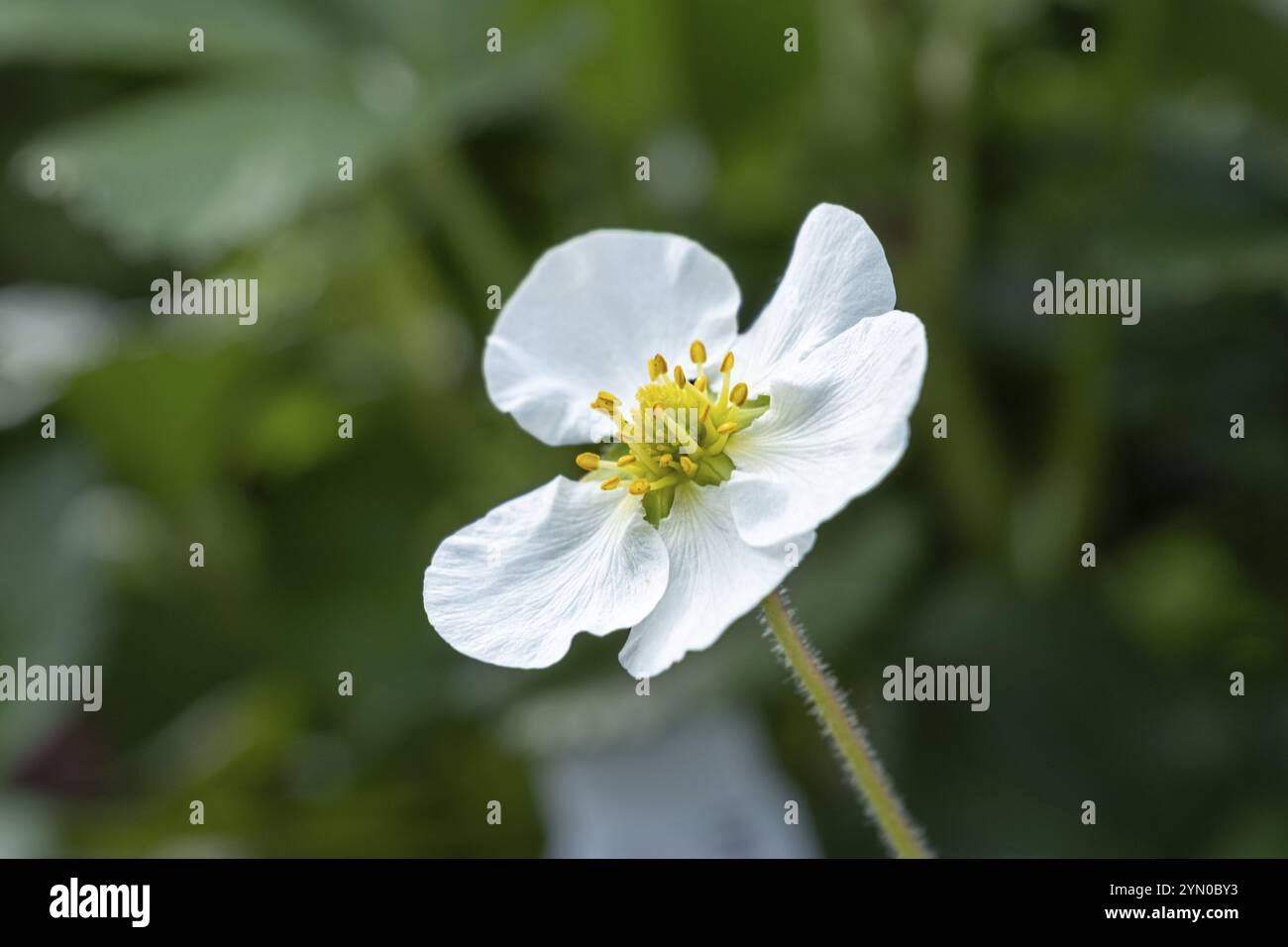 Weiße Blume mit gelbem Pistil einer Erdbeerpflanze Stockfoto