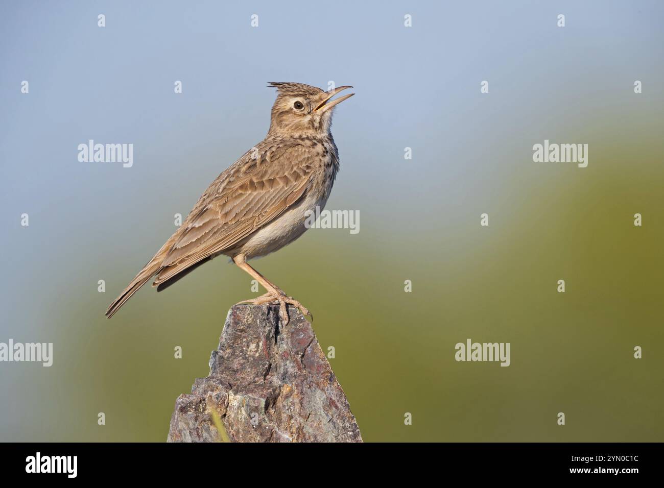 Haubenlark (Galerida cristata), Tiere, Vögel, Songvogel, Lerchenfamilie Lesbos Island, Lesbos, Griechenland, Europa Stockfoto