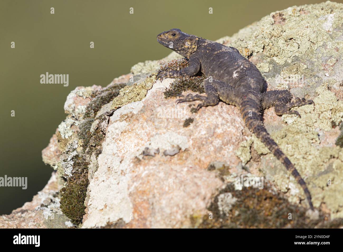 Hardun, (Laudakia stellio) Hardim, Eidechse, Reptil Lesbos Island, Lesbos, Griechenland, Europa Stockfoto