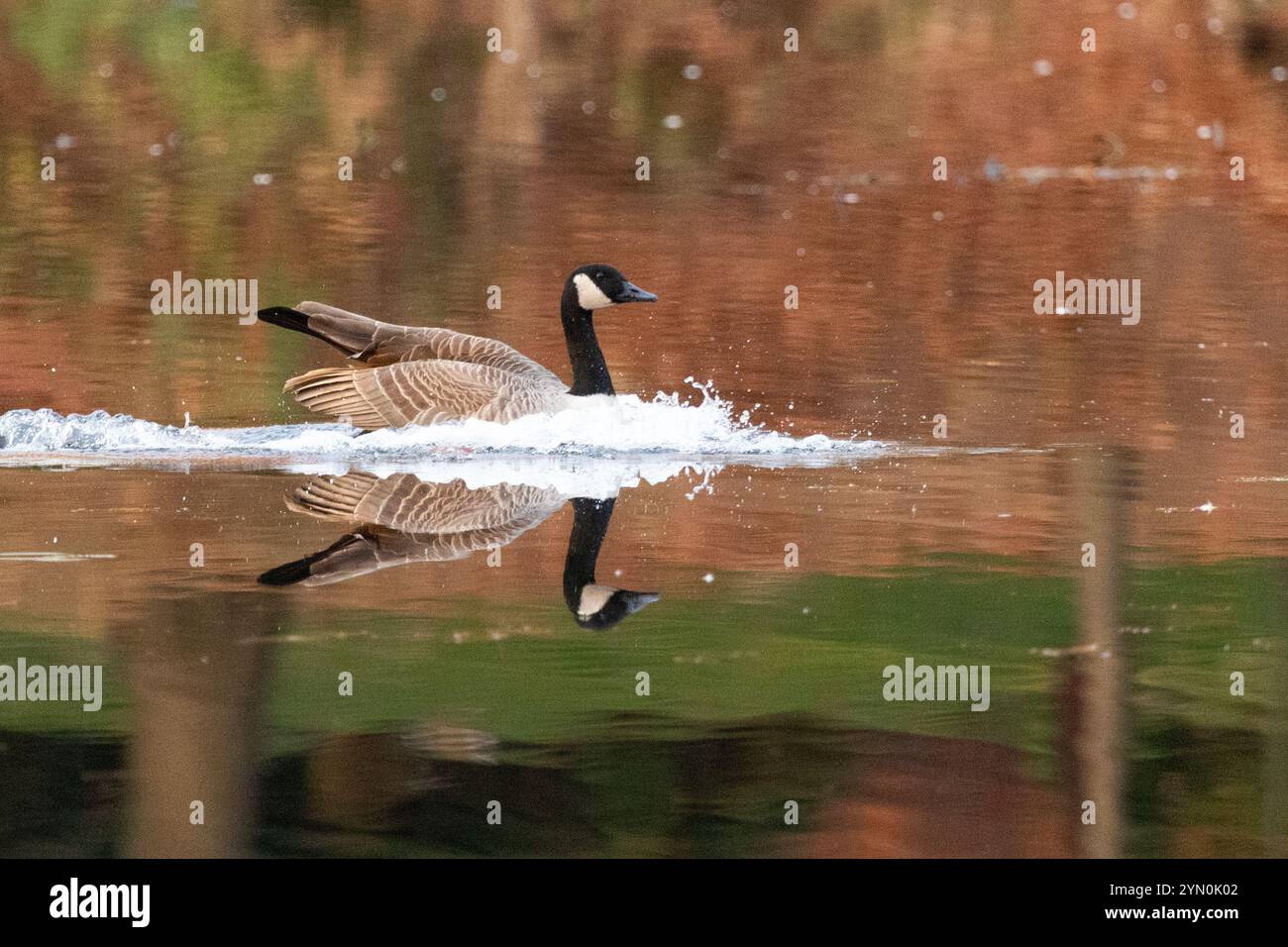 Eine Kanadische Gans landet im Herbst auf einem Teich. Seine Reflexion, wie auch die des warmen, umgebenden Herbstblattes, ist auf dem Wasser zu sehen. Stockfoto