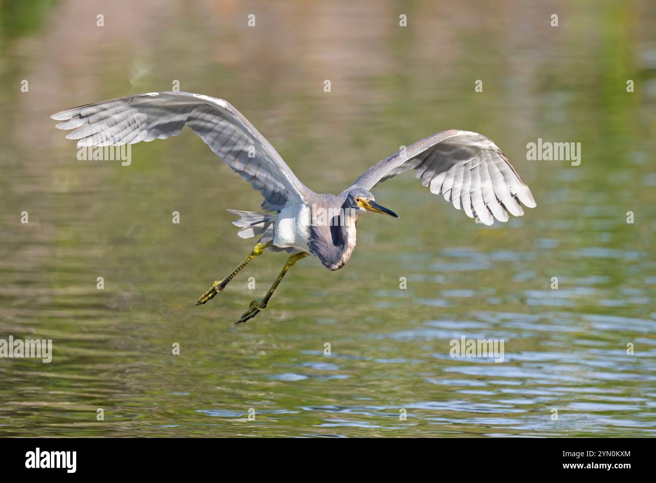 Dreifarbige Reiher (Hydranassa tricolor) Angeln. März im Ding Darling National Wildlife Refuge, Sanibel Island, Florida. Stockfoto