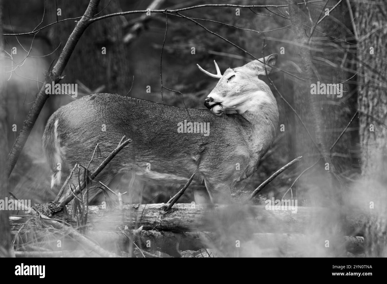Ausgewachsener Weißschwanzbock (Odocoileus virginianus) während der Furche mit nur einem Geweih, horizontal Stockfoto