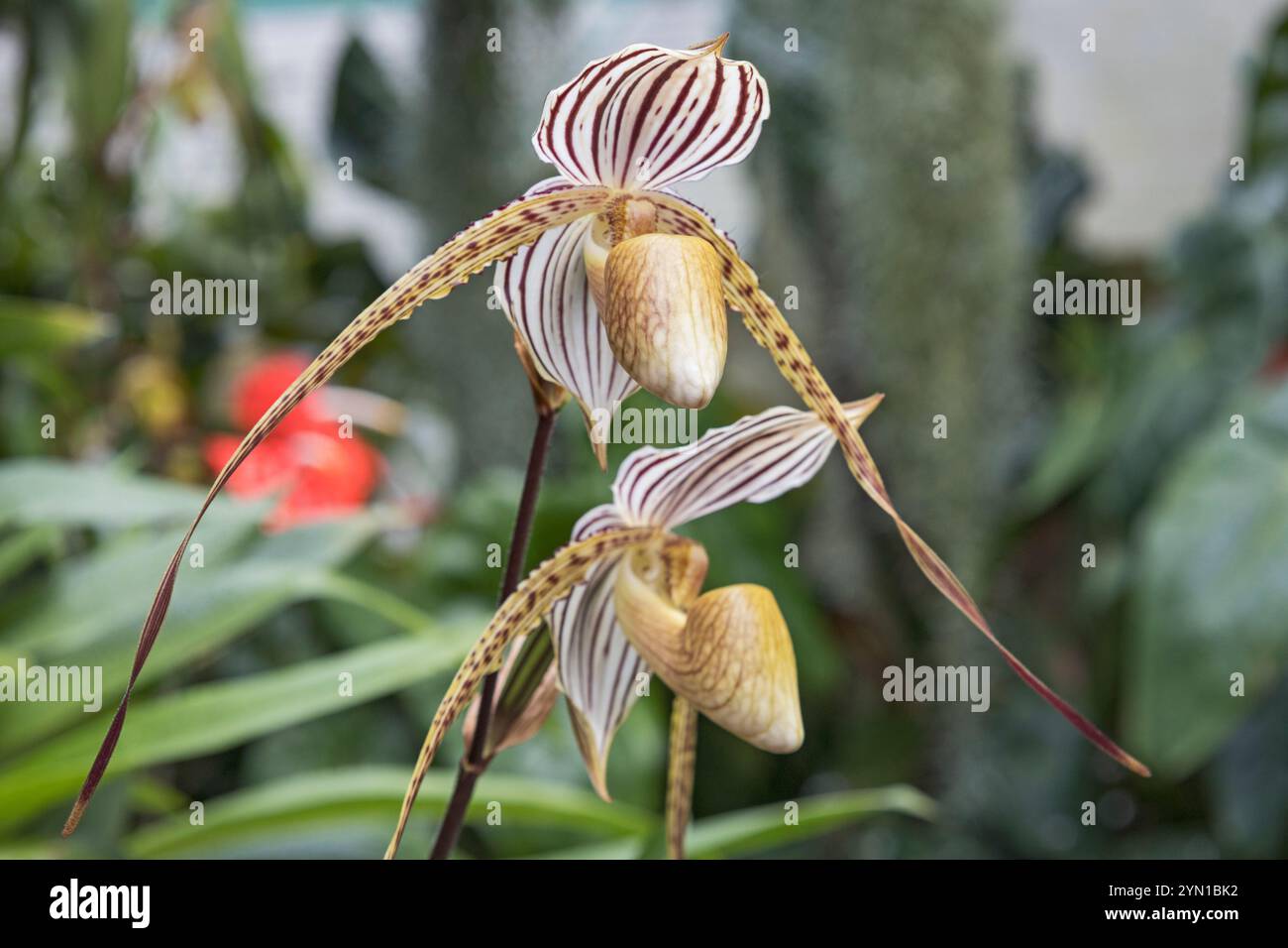 Paphiopedilum Vera Pellechia Orchidee, Slipper Orchard Stockfoto