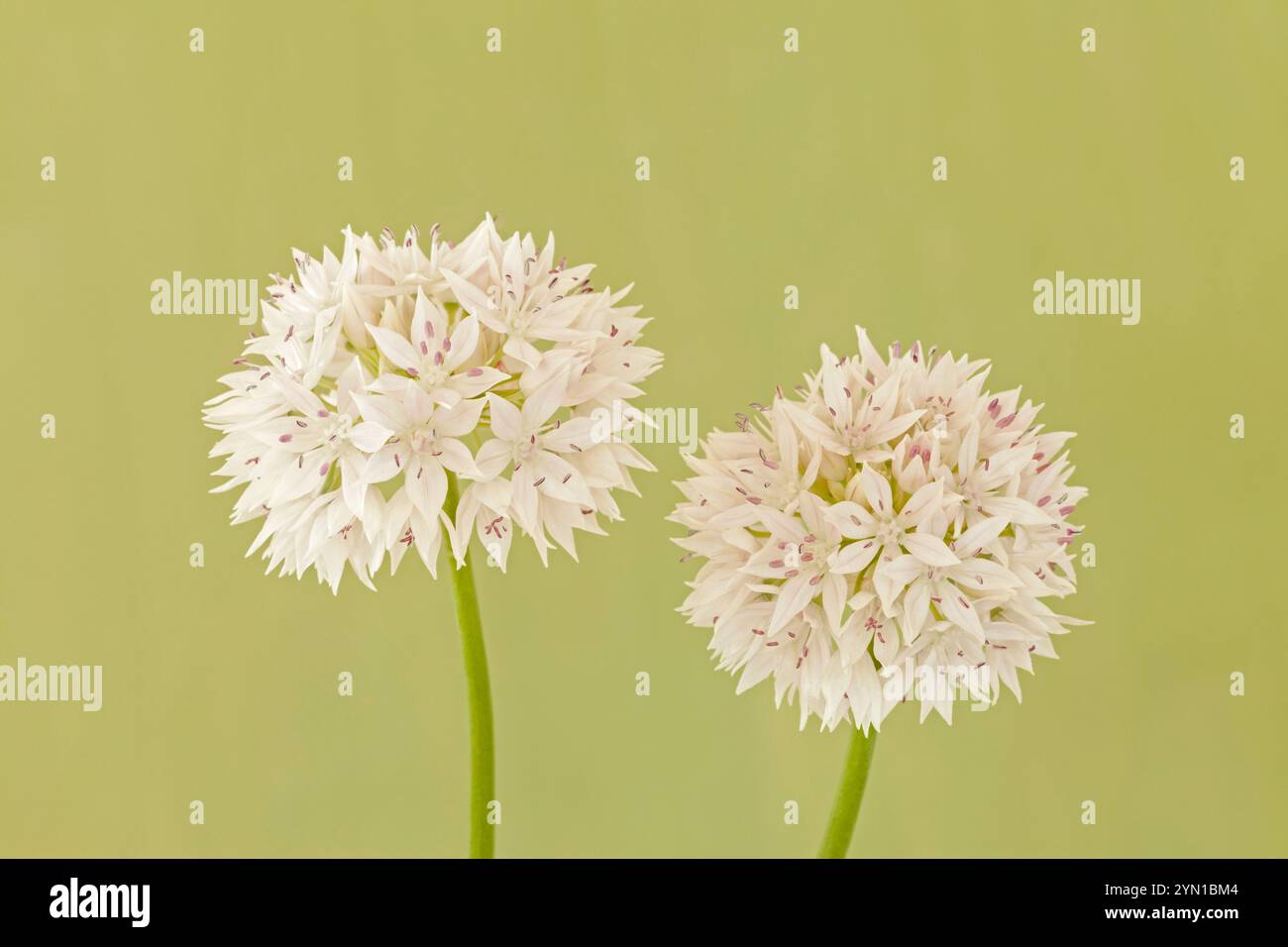 Allium amplectens' anmutige Schönheit" Stockfoto