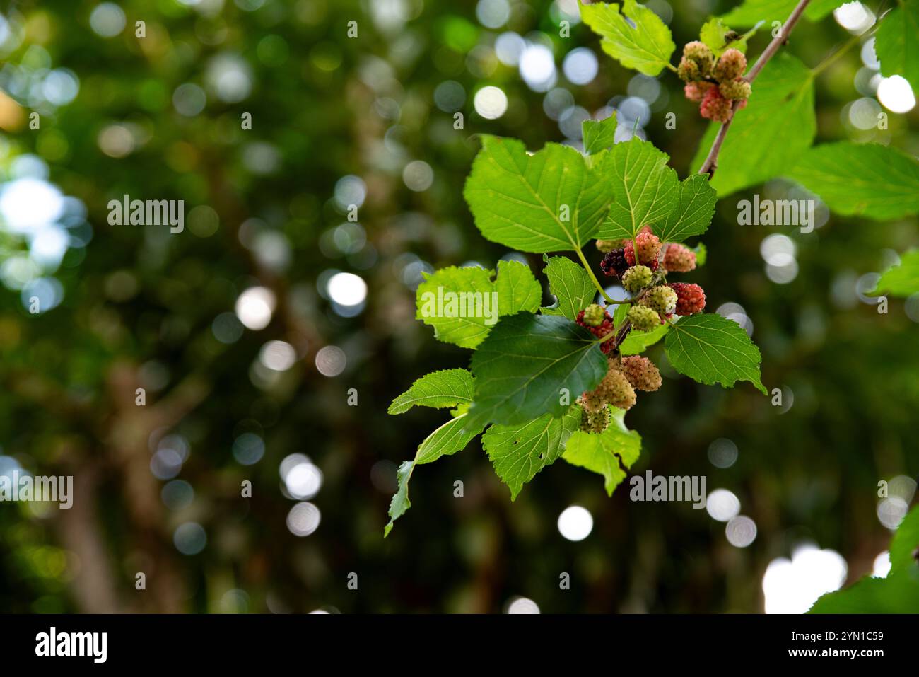 Ein Zweig mit einem Haufen Brombeeren. Die Beeren sind reif und bereit für die Ernte. Der Zweig ist grün und hat Blätter Stockfoto