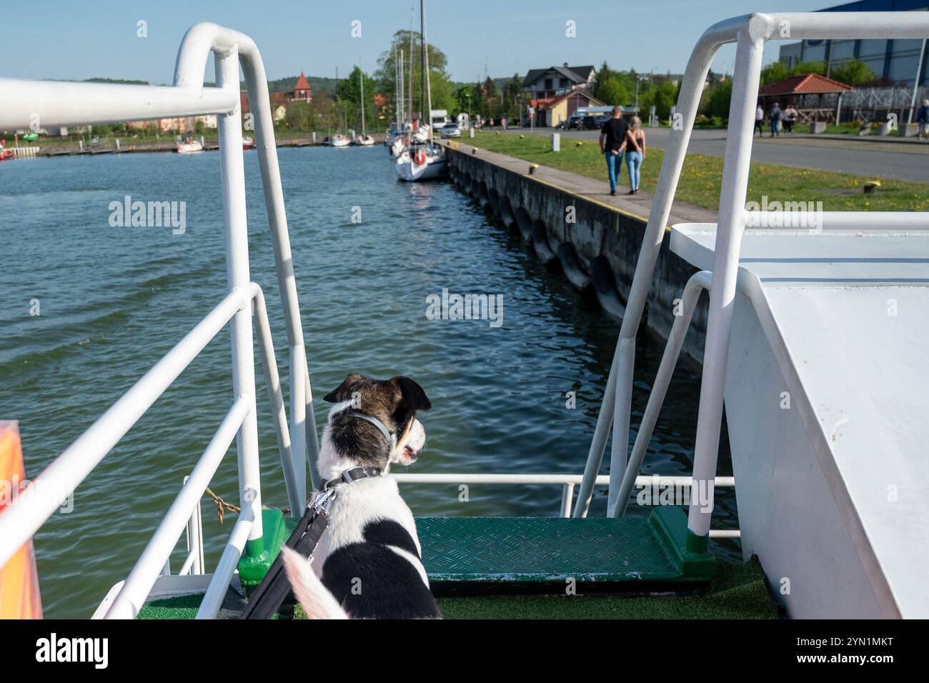 Tolkmicko, Polen, 30. April 2024 süßer schwarz-weißer Hund auf einer Fähre auf der Weichsel-Lagune Stockfoto