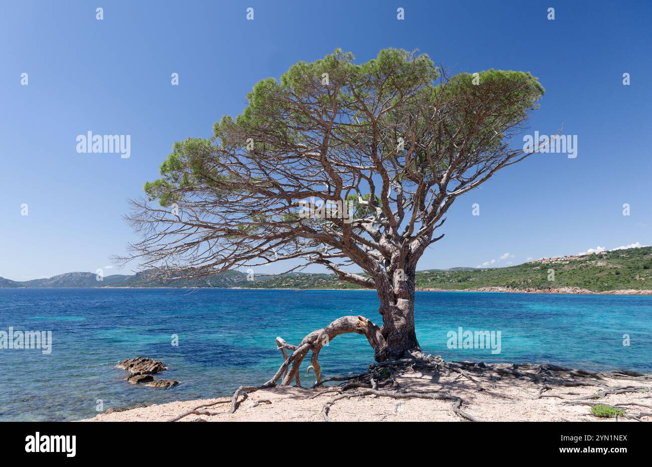 Kiefer wächst am Meer vor blauem Himmel Stockfoto