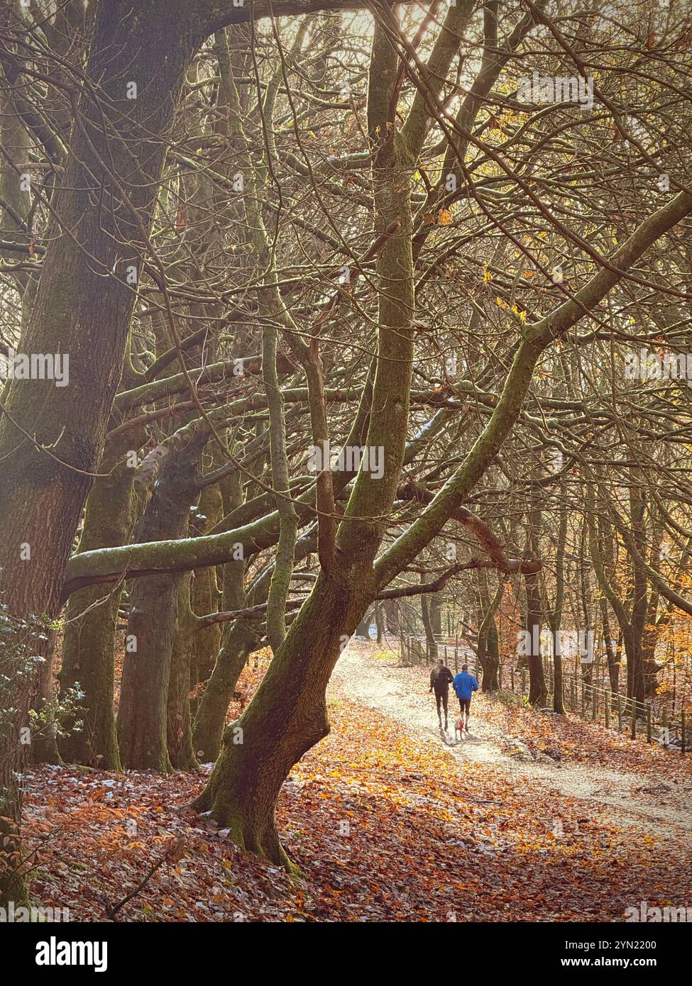 Zwei Menschen mit Hund laufen durch Herbstlaub in Rivington bei Charley in Lancashire, Großbritannien Stockfoto
