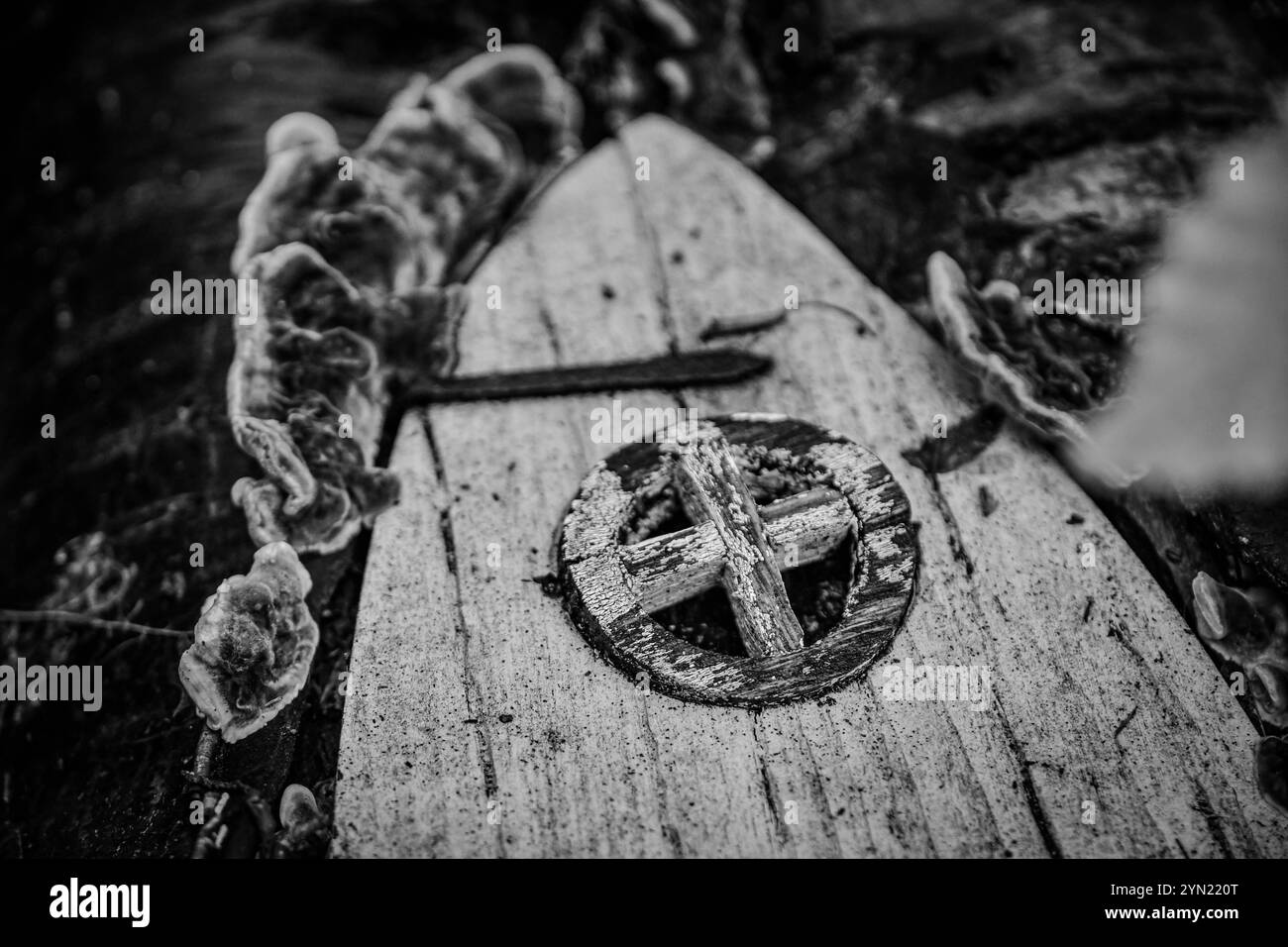 Feentür mit putenschwanzpilzen Stockfoto