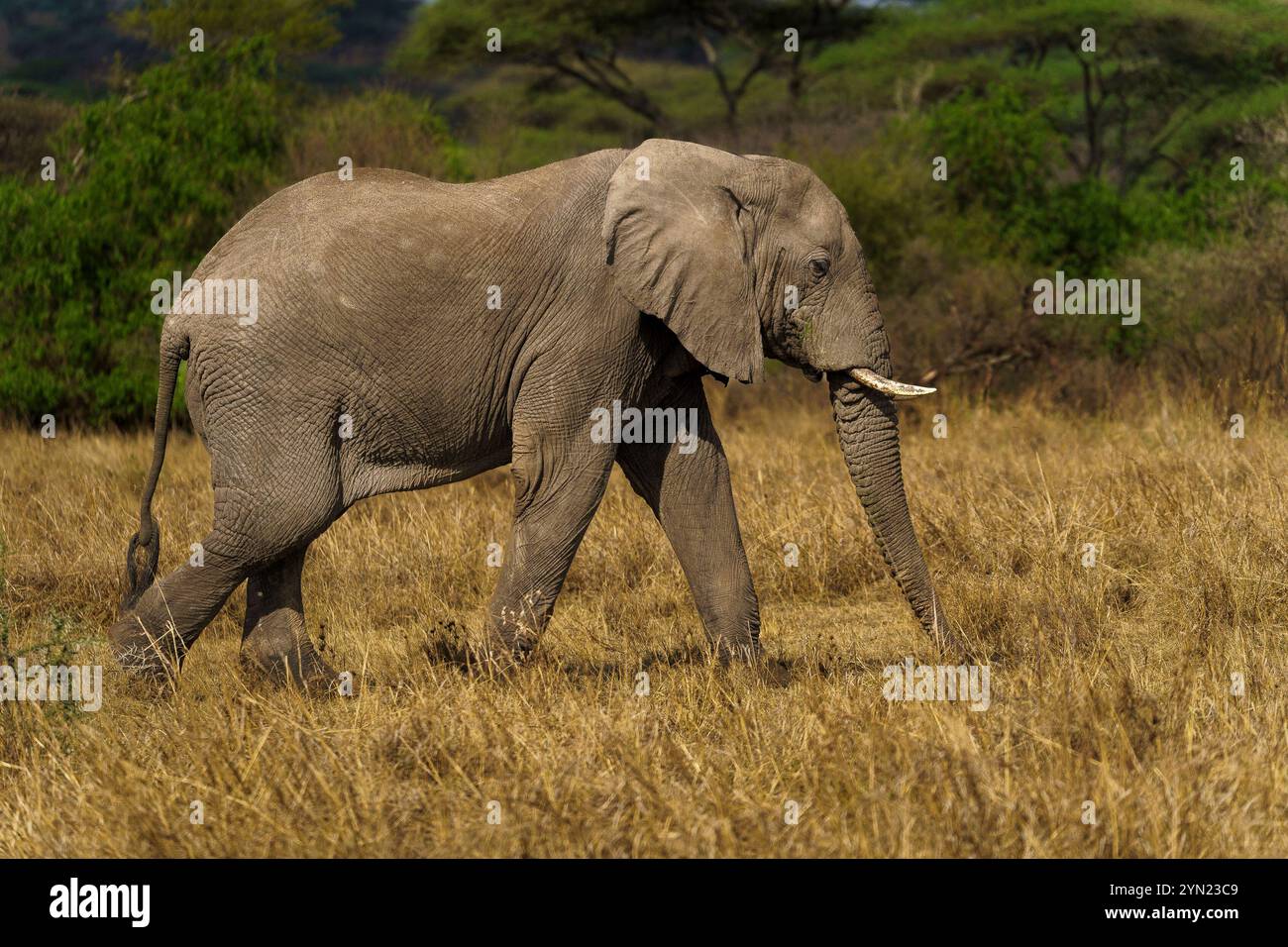 Großer majestätischer Elefant, der durch das Grasland des Serengeti-Nationalparks Tansania Afrika spaziert Stockfoto