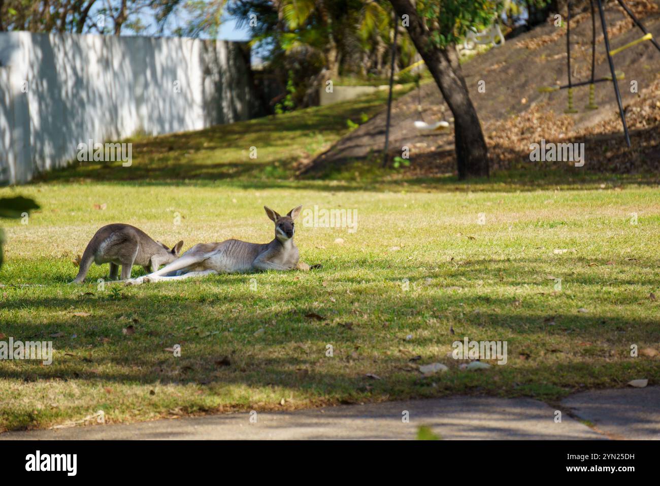 Wallabys essen grünes Gras auf dem Rasen Stockfoto