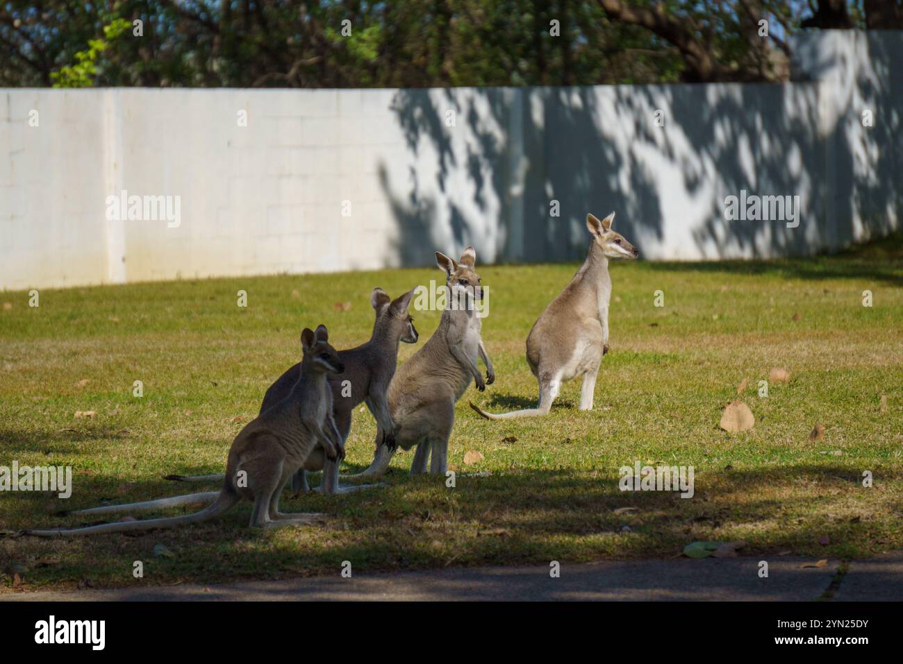 Wallabys essen grünes Gras auf dem Rasen Stockfoto