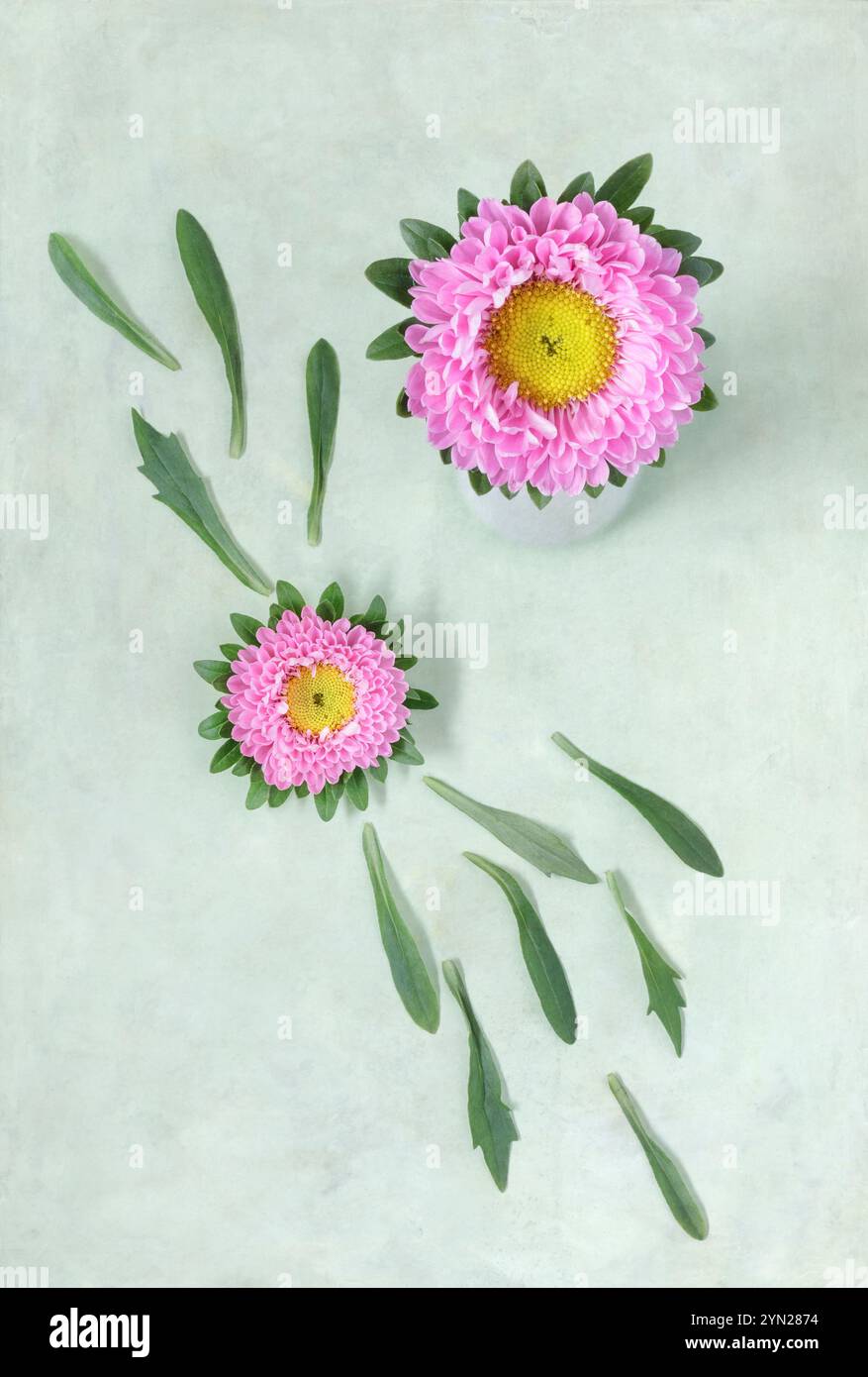 Zwei rosafarbene Astern auf hellgrünem Hintergrund Stockfoto