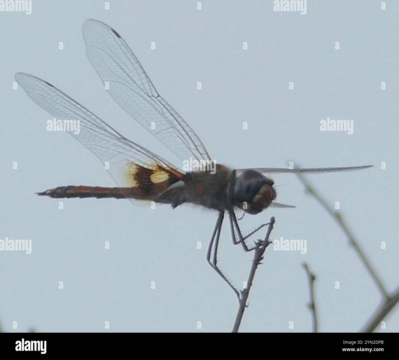 Schlüssellochgleiter (Tramea basilaris) Stockfoto