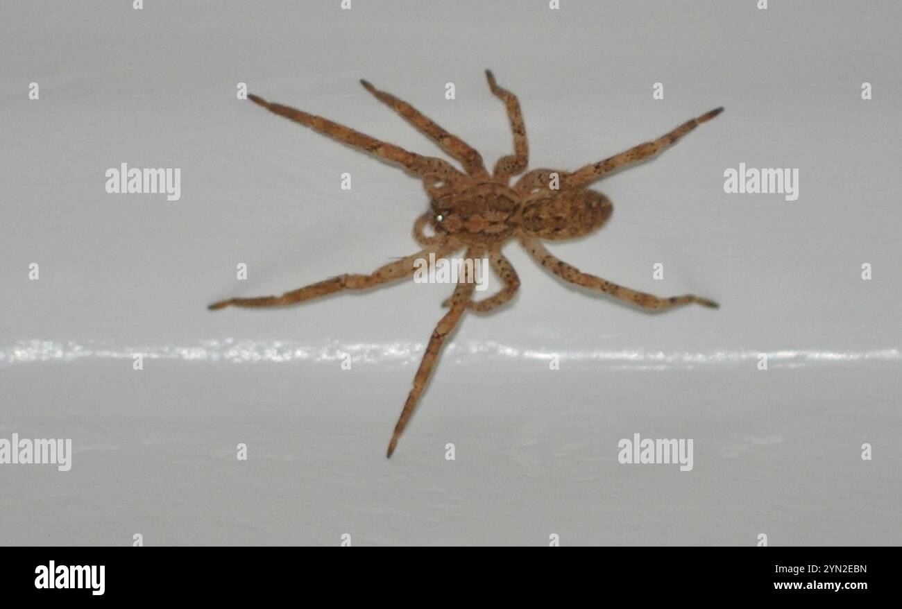 Mediterrane Stachelspinne mit falschem Wolf (Zoropsis spinimana) Stockfoto