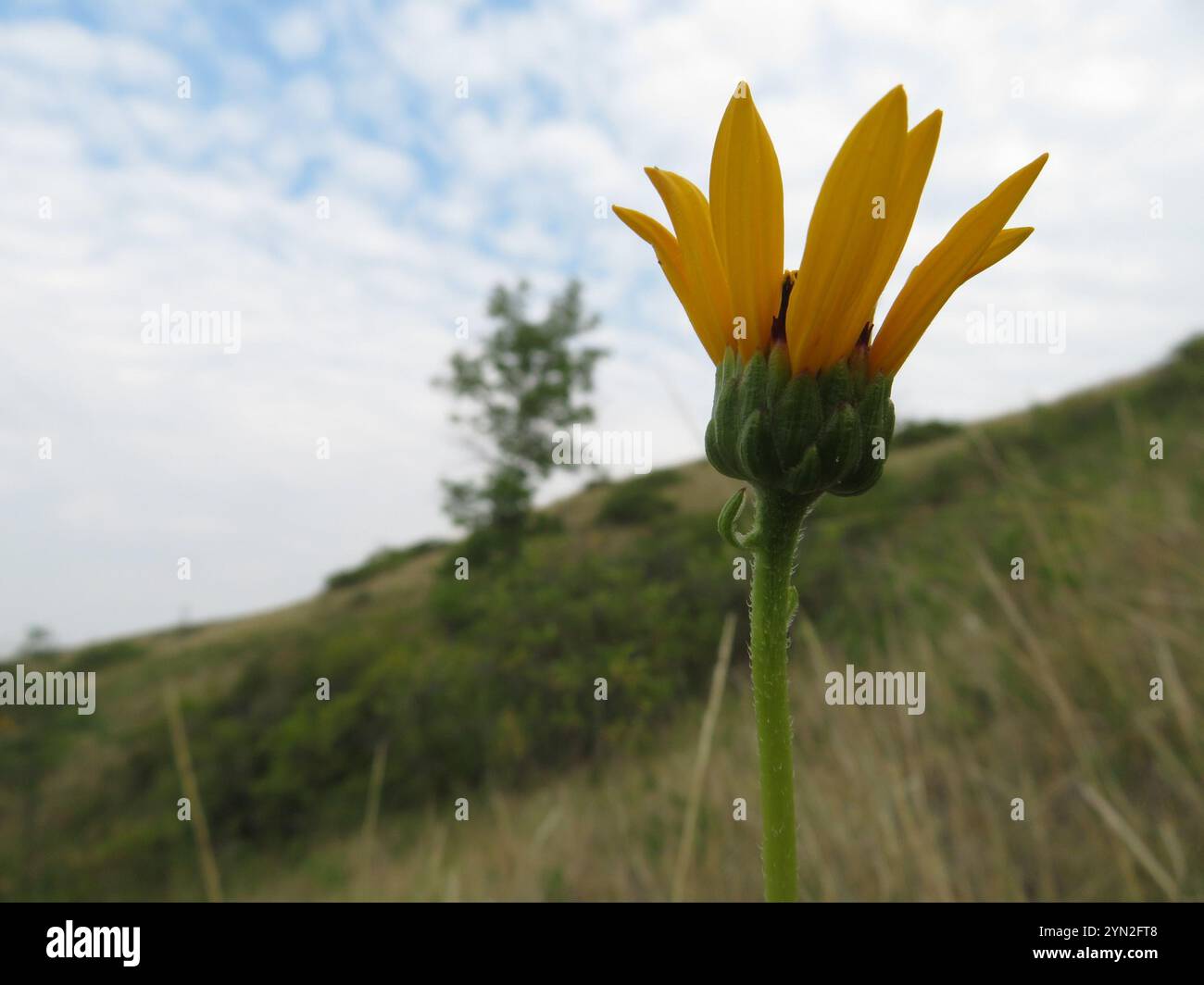 Steife Sonnenblume (Helianthus pauciflorus) Stockfoto