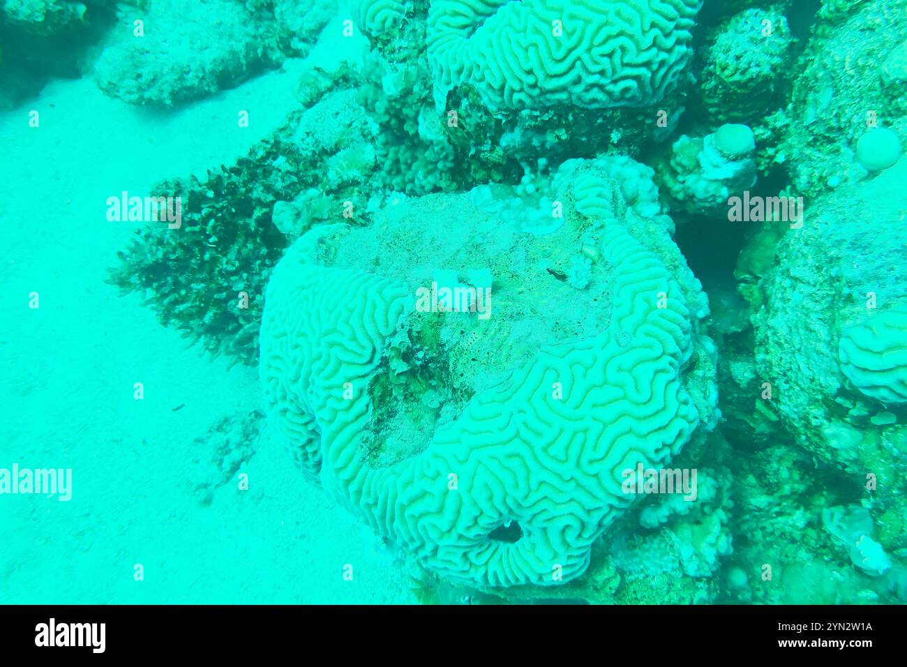 Colpophyllia natans - (Boulder Brain Coral), Unterwasser-Makrofotografie Stockfoto