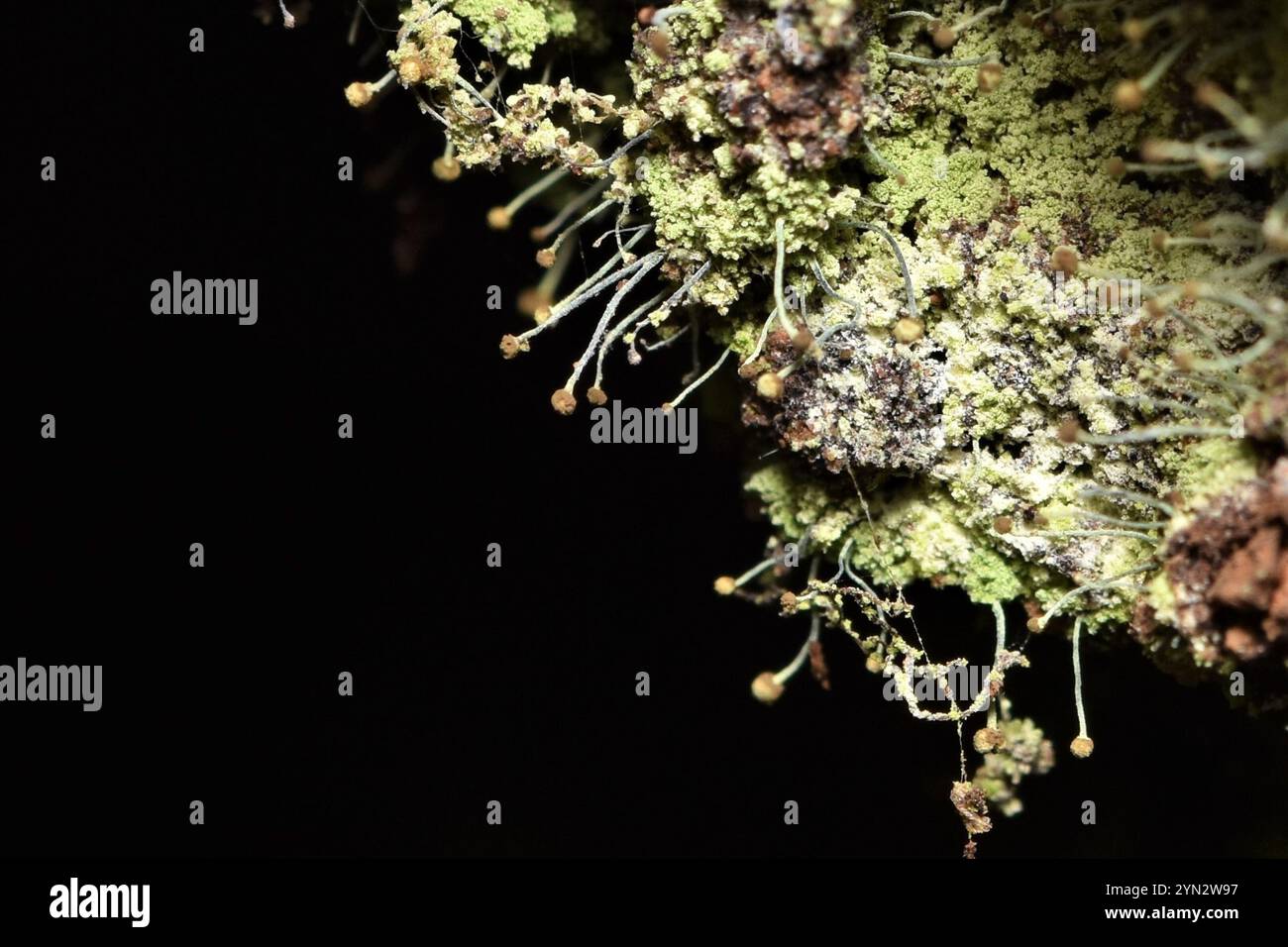 Schwefelstoppelflechte (Chaenotheca furfurfuracea) Stockfoto