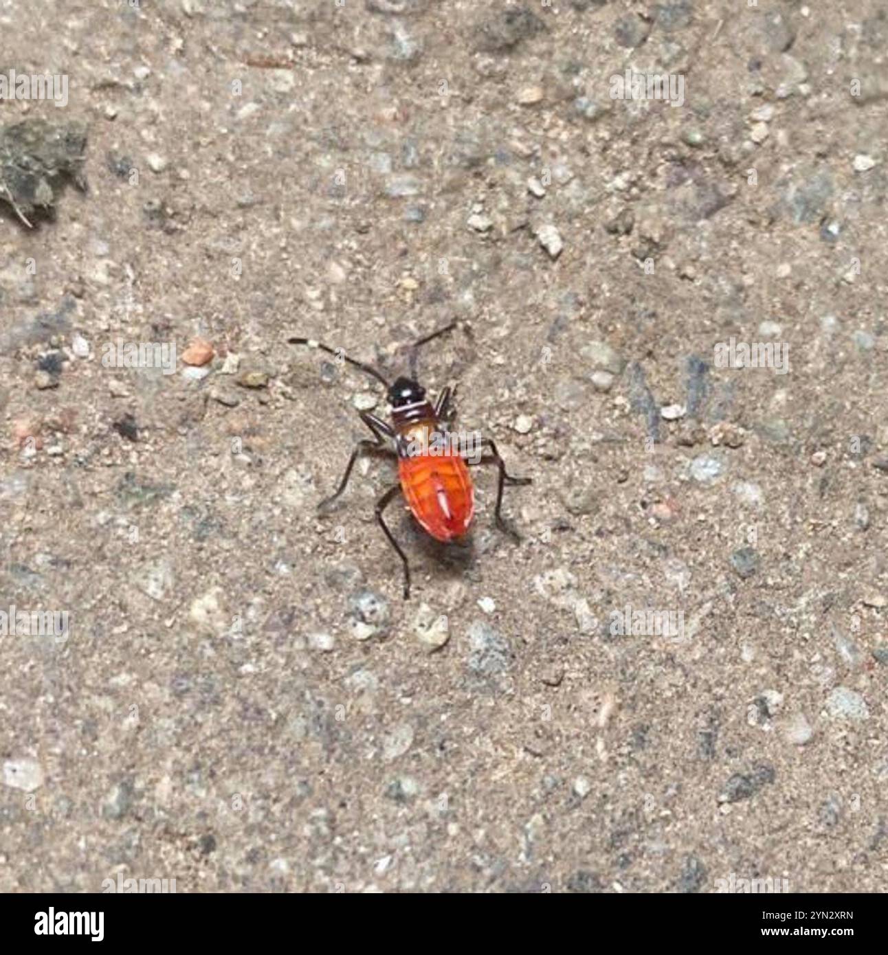 Echte Bugs (Heteroptera) Stockfoto