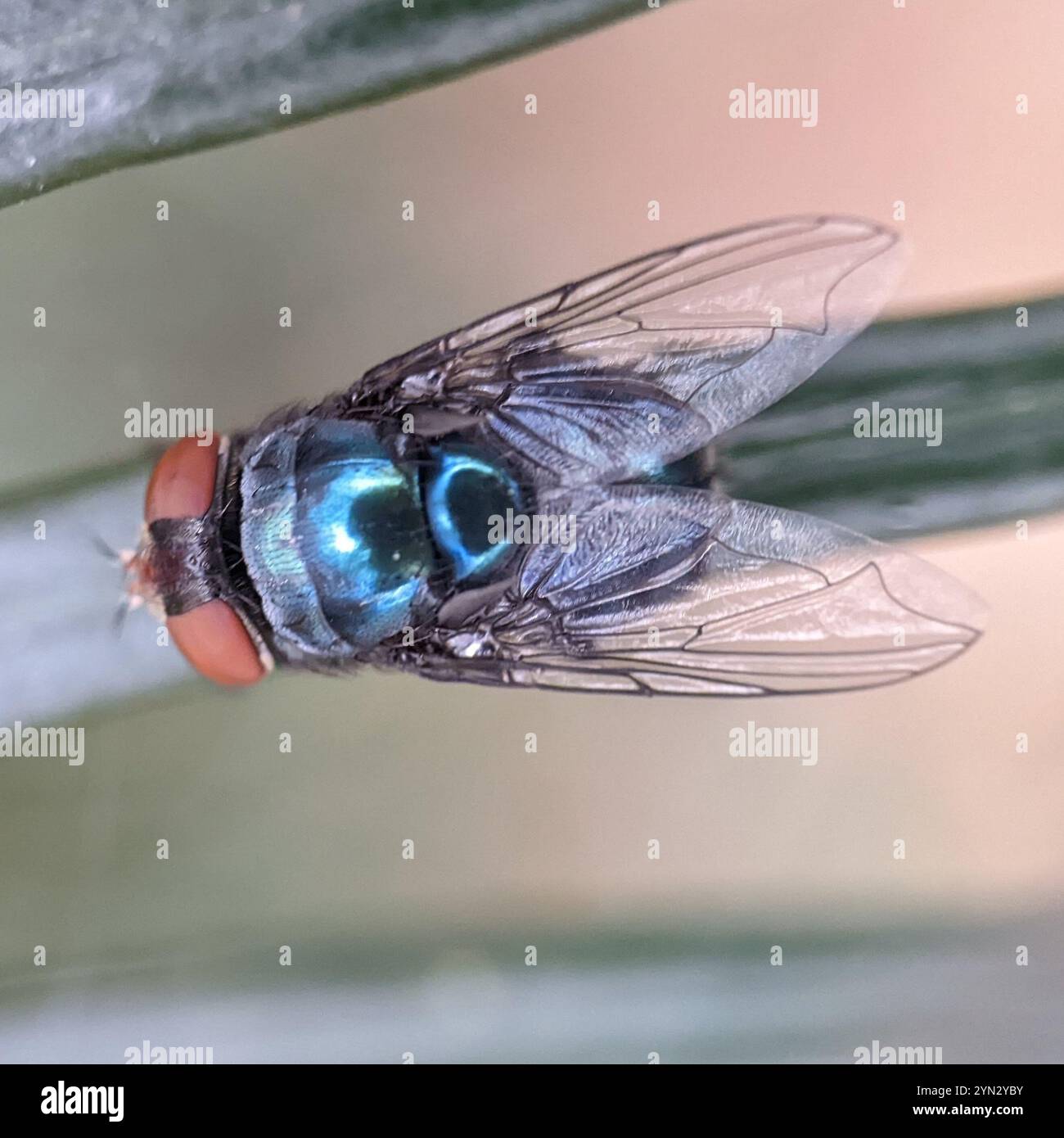 Orientalische Latrinenfliege (Chrysomya megacephala) Stockfoto