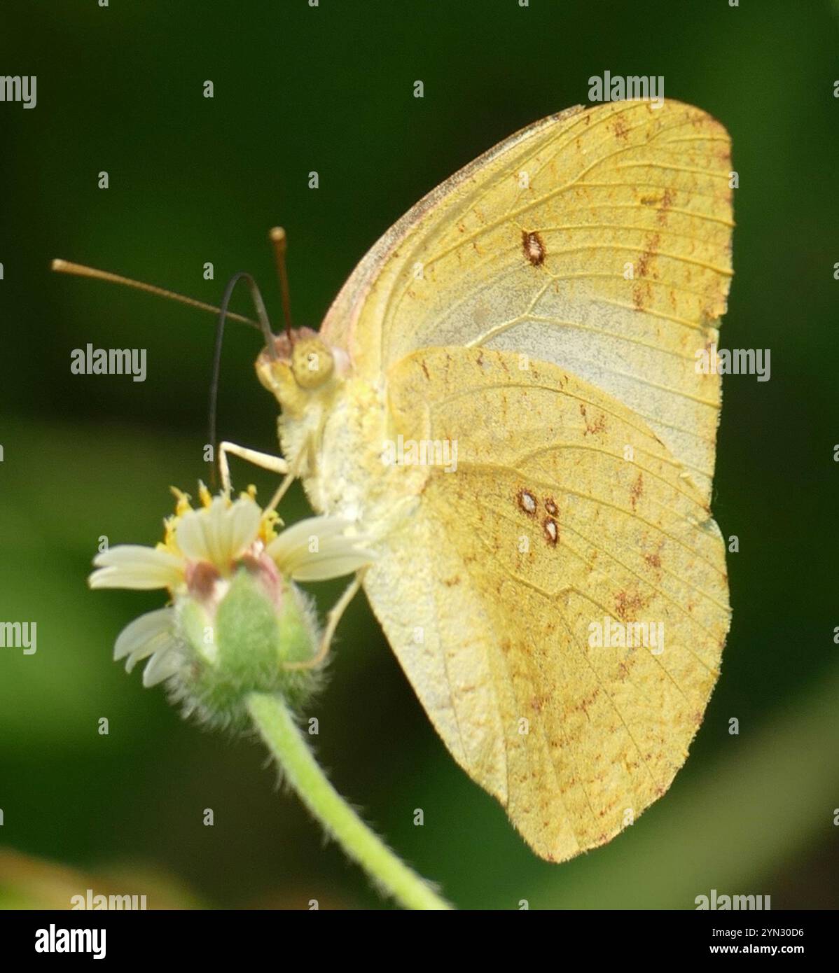 Afrikanischer Migrant (Catopsilia florella) Stockfoto