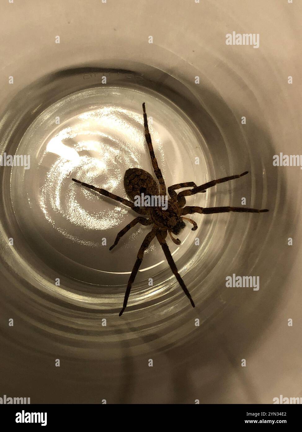 Mediterrane Stachelspinne mit falschem Wolf (Zoropsis spinimana) Stockfoto