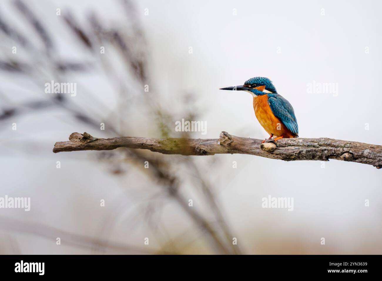 Gewöhnlicher eisvogel (Alcedo atthis) oder eurasischer eisvogel oder flussvogel auf einem Barsch. Naturschutzgebiet des Isonzo-Flusses, Isola della Cona, Italien. Stockfoto