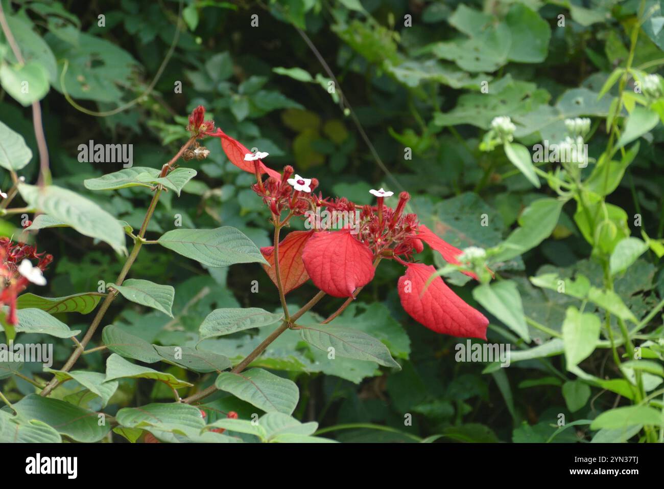 Rotblättrige Mussaenda (Mussaenda erythrophylla) Stockfoto