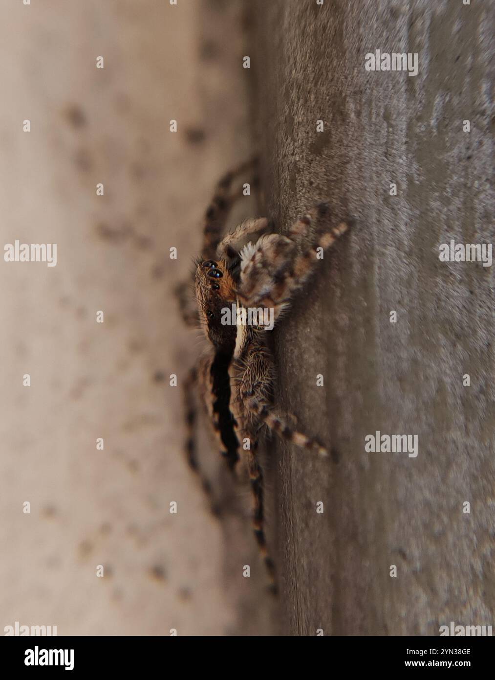 Graue Spinnspinne (Menemerus bivittatus) Stockfoto