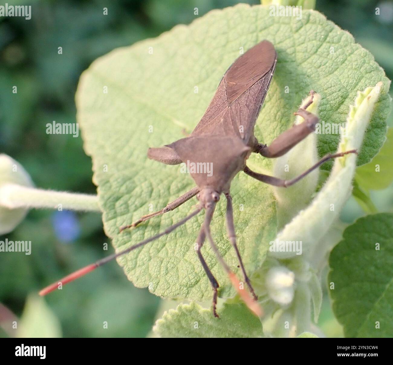 anoplocnemis-curvipes-fotos-und-bildmaterial-in-hoher-aufl-sung-alamy
