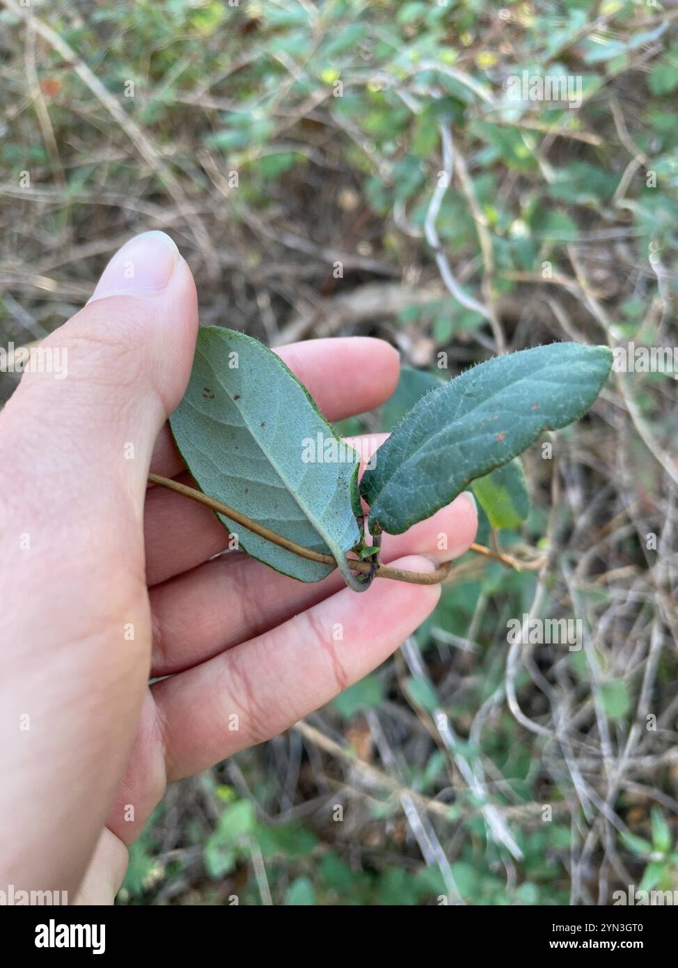 Pinke Geißblatt (Lonicera hispidula) Stockfoto