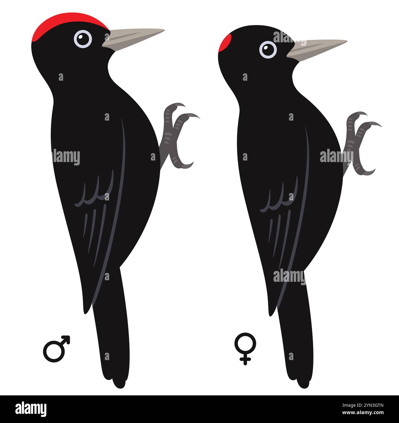 Schwarze Holzspecht-Illustration. Männliche und weibliche Vogelmarkierungen. Isolierter Vektor-Clipart. Stock Vektor