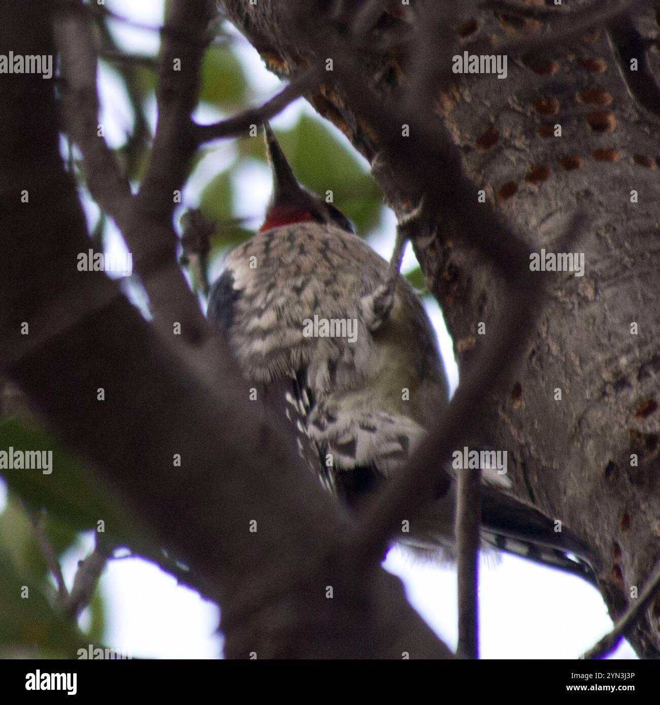 Rotnapter Sapsucker (Sphyrapicus nuchalis) Stockfoto