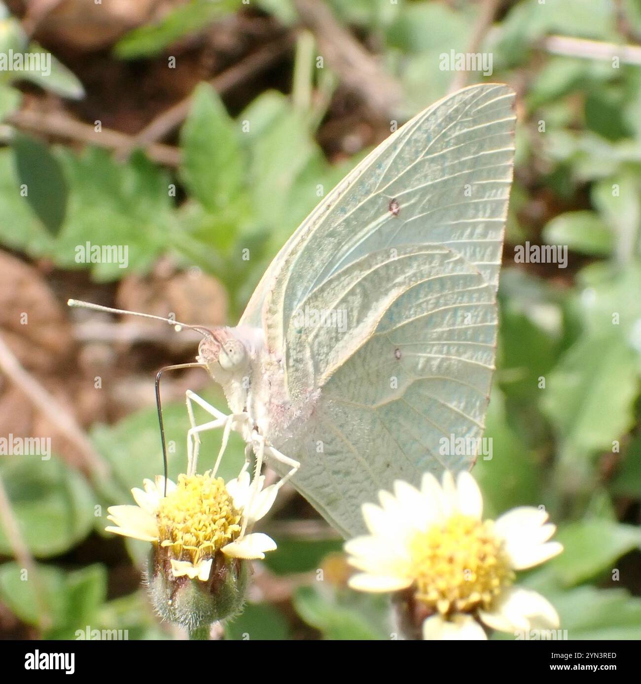 Afrikanischer Migrant (Catopsilia florella) Stockfoto