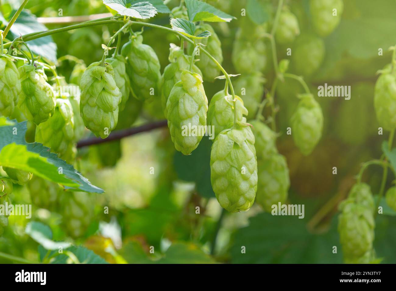 Humulus lupulus, der gewöhnliche Hopfen, Hopfen. Eine ausdauernde, krautige Kletterpflanze. Stockfoto