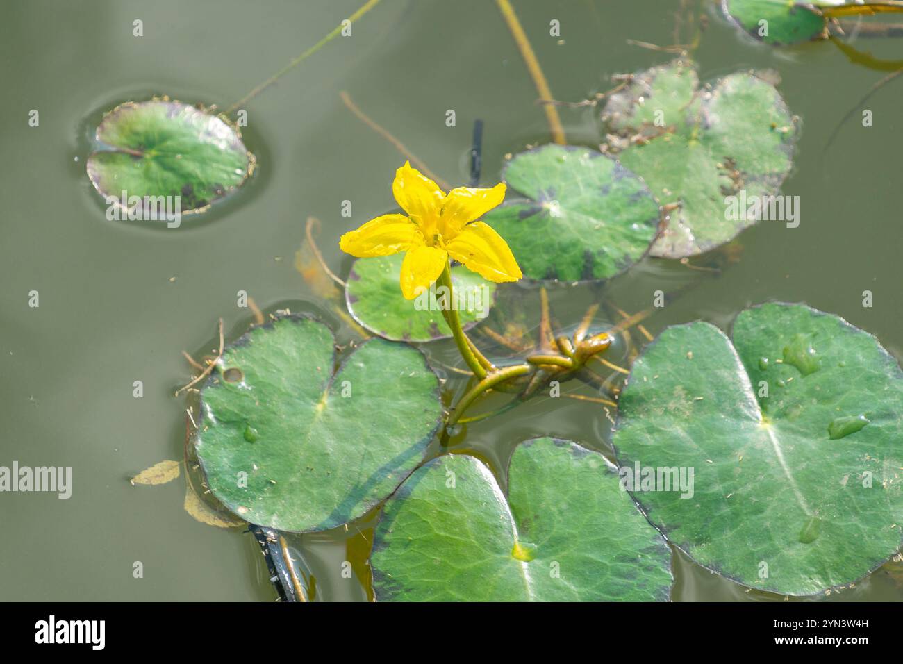 Schöne gelbe Blüten von Nymphoides peltata in einem Teich, Nahaufnahme. Gesäumte Seerose, gelbes schwimmendes Herz, schwimmendes Herz, Wasserfranse, ganze Ma Stockfoto