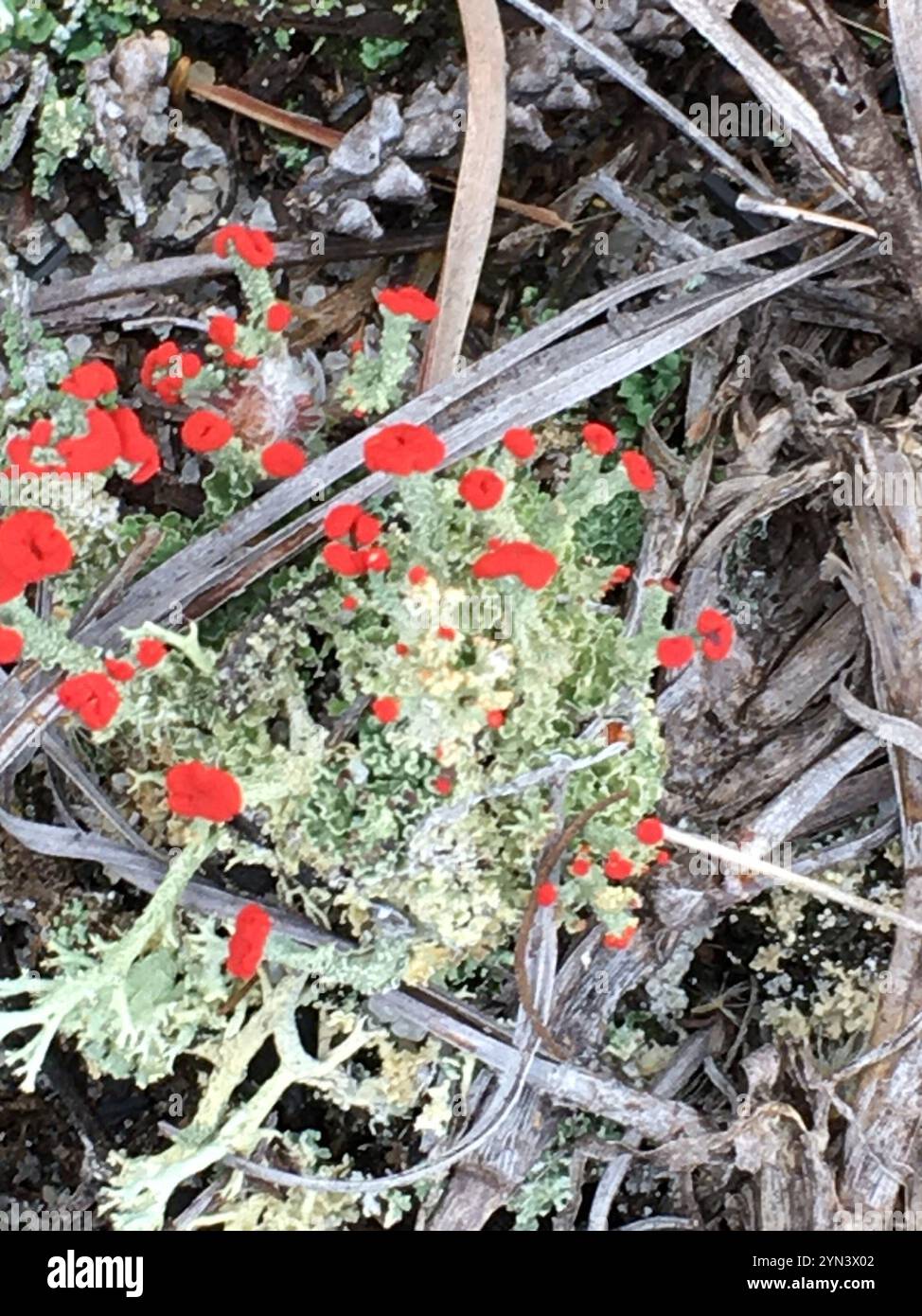 Britische Soldatenflechte (Cladonia cristatella) Stockfoto