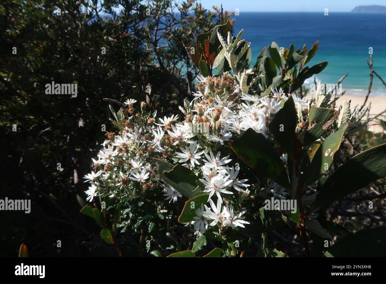 Viktorianischer Schneefang (Olearia stellulata) Stockfoto