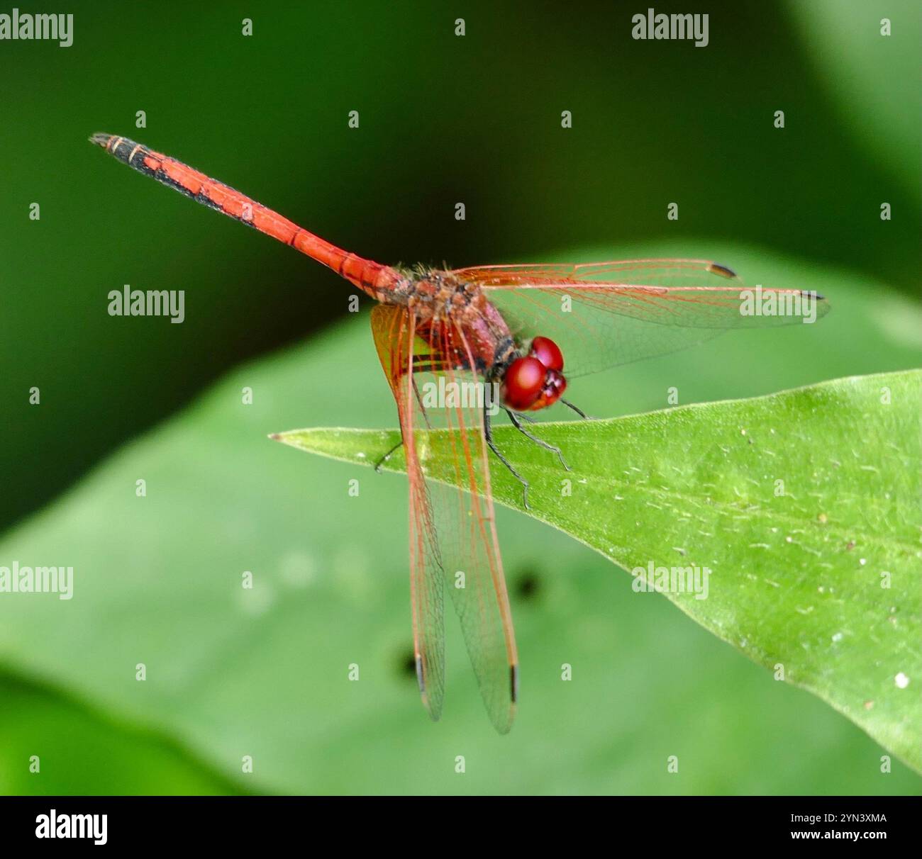 Rotgeäderter Tropfen (Trithemis arteriosa) Stockfoto
