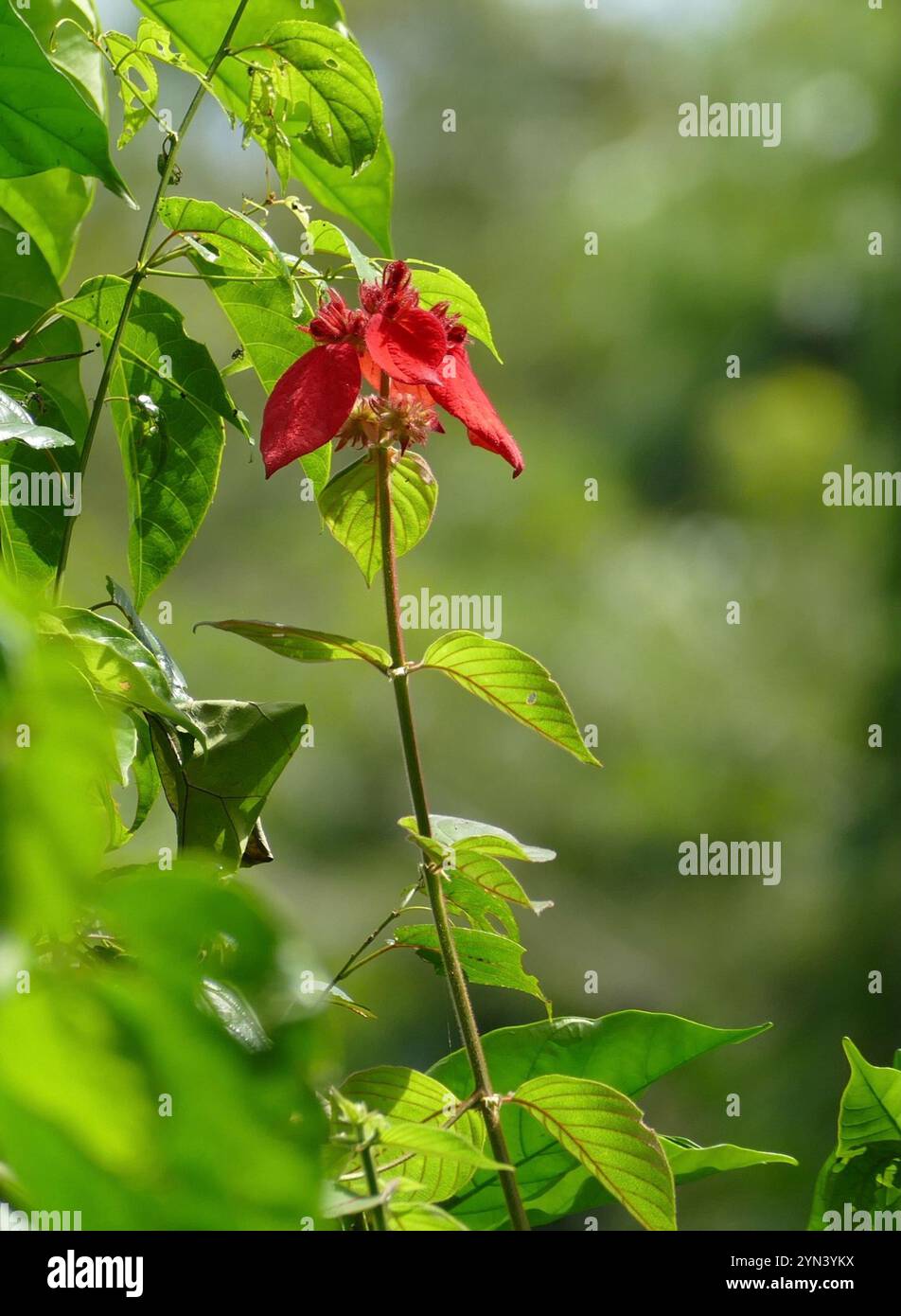 Rotblättrige Mussaenda (Mussaenda erythrophylla) Stockfoto