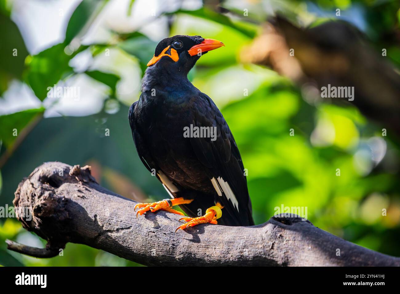 Die Gracula religiosa (Gracula religiosa) ist ein Mitglied der Familie der Starling. Die beliebten Käfigvögel, bekannt für ihre Fähigkeit, Sprache nachzuahmen Stockfoto