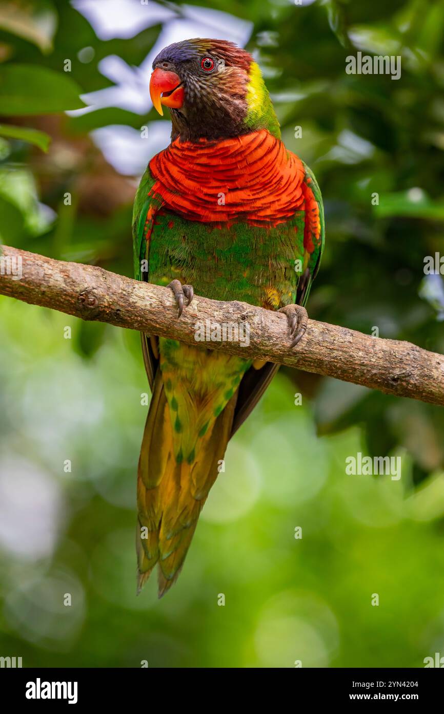 Die Kokoslorikeets (Trichoglossus haematodus) sind ein Papagei aus der Familie Psittaculidae. Der Schnabel ist orange-rot, und der Kopf dunkelblau verblasst Stockfoto