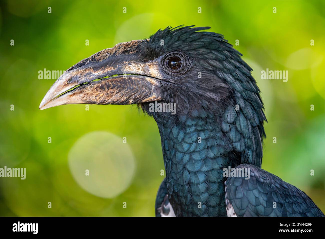 Der Bycanistes fistulator ist ein Vogel aus der Familie der Nashornvögel. Diese Schwarzweiß-Art kommt in feuchten Wäldern vor Stockfoto