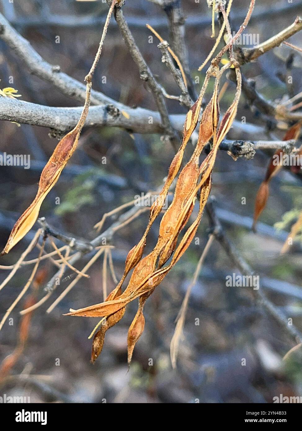 Weißhornakazie (Vachellia constricta) Stockfoto