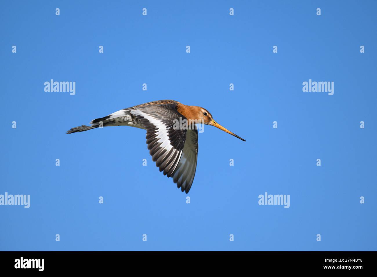 Uferschnepfe - Limosa limosa Stockfoto