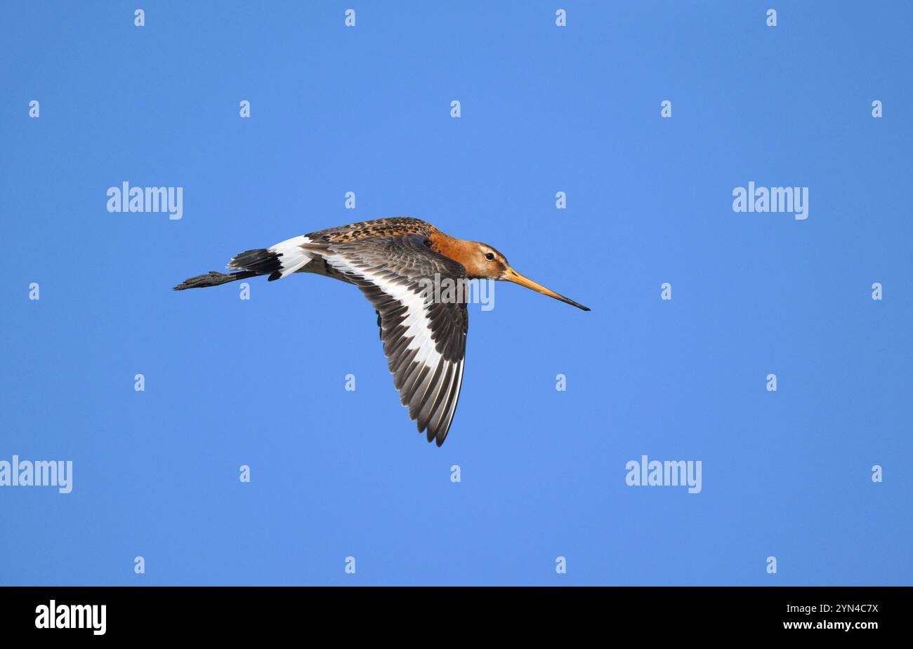 Uferschnepfe - Limosa limosa Stockfoto
