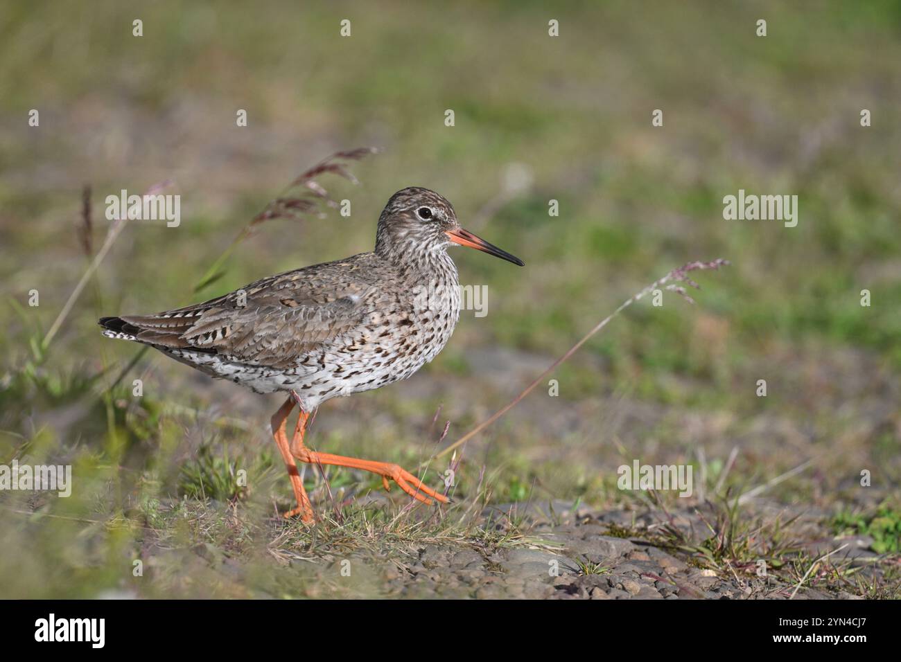 Rotschenkel - Tringa totanus Stockfoto