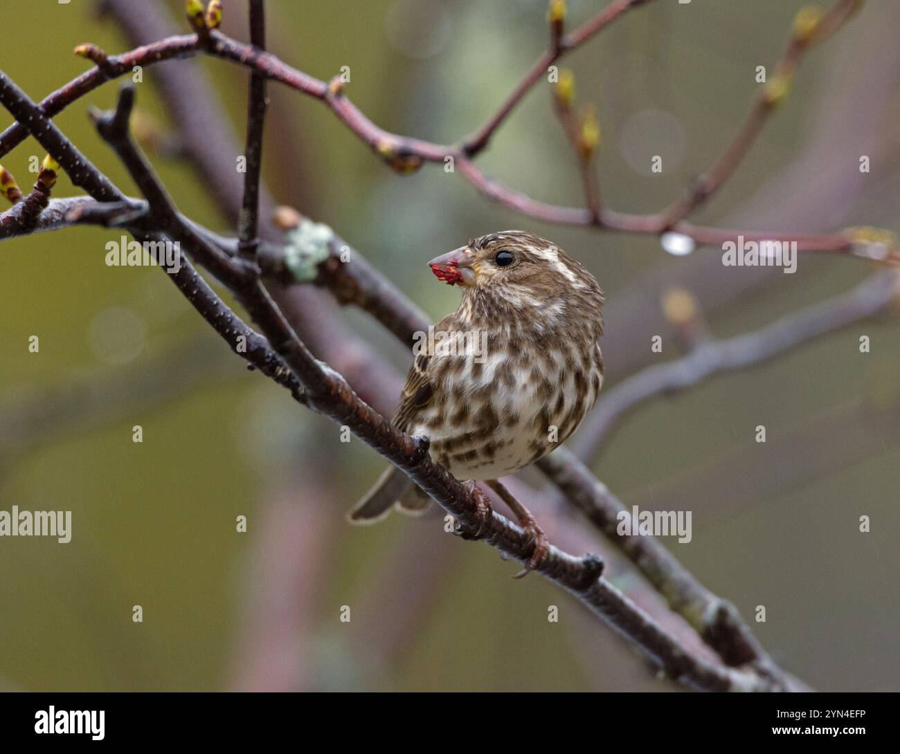 Purpurfinke (Haemorhous purpureus) in einer Birke. Frühling im Acadia-Nationalpark, Maine, USA. Stockfoto