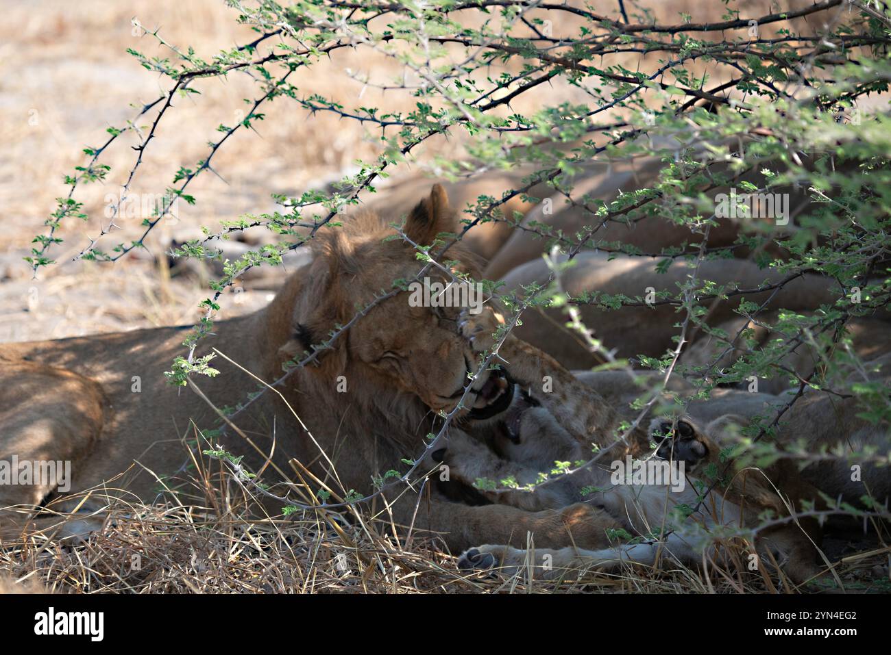 Männlicher Löwe, der mit Geschwistern spielt, während er unter den Büschen in der Hitze ruht Stockfoto