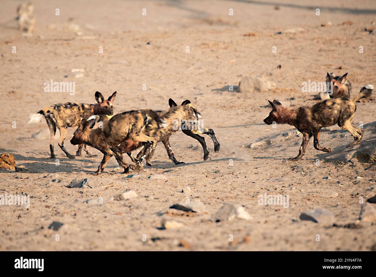 Wilde Hunde, Erwachsene und Welpen, laufen und spielen im Sand Stockfoto